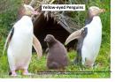 Yellow-eyed penguins